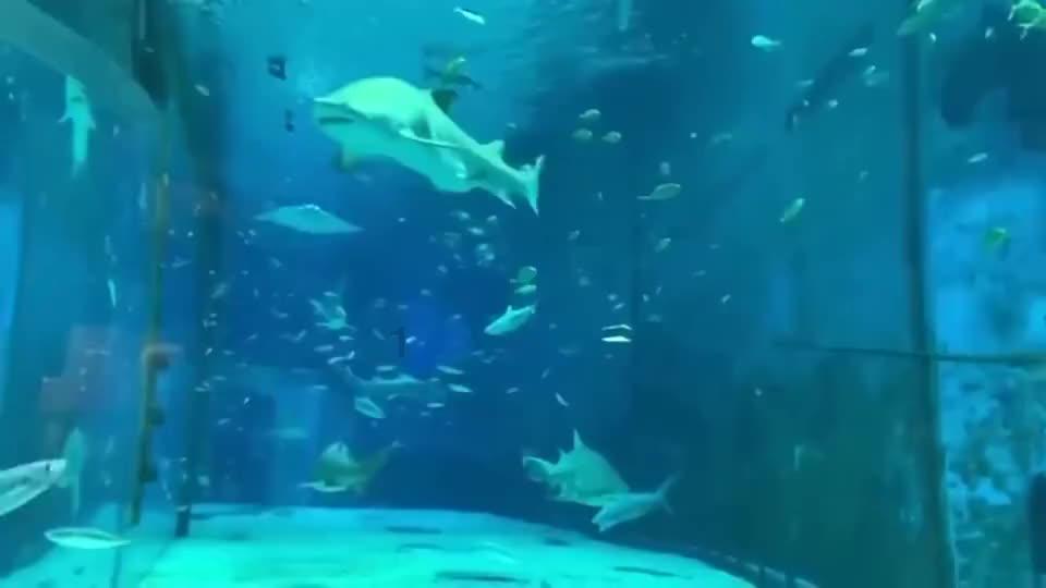 虞美人是什么意思
