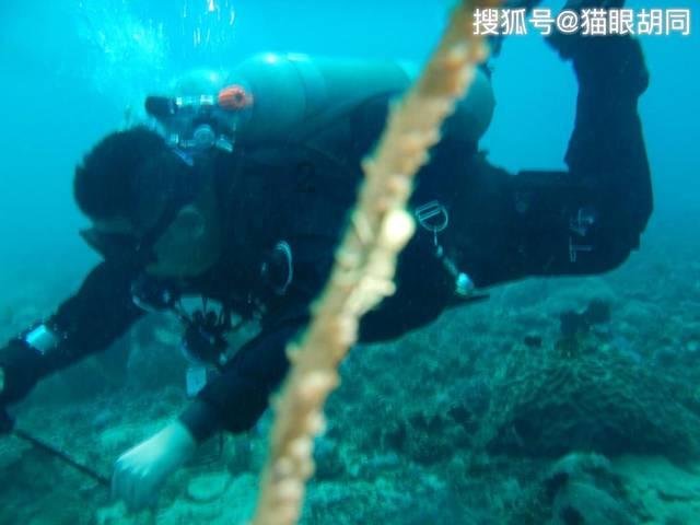 萌犬找不同